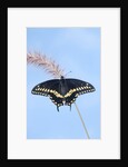 Eastern Black Swallowtail butterfly (Papilio polyxenes asterius) male rests on purple fountain grass (Pennisetum s. rubrum) in summer backyard garden. Nova Scotia, Canada. by Anonymous