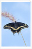 Eastern Black Swallowtail butterfly (Papilio polyxenes asterius) male rests on purple fountain grass (Pennisetum s. rubrum) in summer backyard garden. Nova Scotia, Canada. by Anonymous