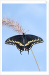 Eastern Black Swallowtail butterfly (Papilio polyxenes asterius) male rests on purple fountain grass (Pennisetum s. rubrum) in summer backyard garden. Nova Scotia, Canada. by Anonymous