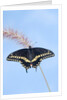 Eastern Black Swallowtail butterfly (Papilio polyxenes asterius) male rests on purple fountain grass (Pennisetum s. rubrum) in summer backyard garden. Nova Scotia, Canada. by Anonymous