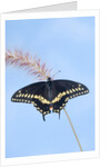Eastern Black Swallowtail butterfly (Papilio polyxenes asterius) male rests on purple fountain grass (Pennisetum s. rubrum) in summer backyard garden. Nova Scotia, Canada. by Anonymous