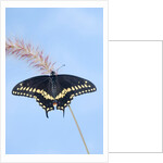 Eastern Black Swallowtail butterfly (Papilio polyxenes asterius) male rests on purple fountain grass (Pennisetum s. rubrum) in summer backyard garden. Nova Scotia, Canada. by Anonymous