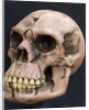 Neanderthal or Neandertal man - reconstructed skull by Anonymous