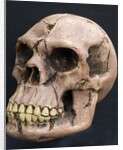 Neanderthal or Neandertal man - reconstructed skull by Anonymous
