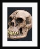 Neanderthal or Neandertal man - reconstructed skull by Anonymous