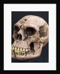 Neanderthal or Neandertal man - reconstructed skull by Anonymous
