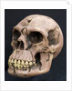 Neanderthal or Neandertal man - reconstructed skull by Anonymous