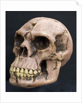 Neanderthal or Neandertal man - reconstructed skull by Anonymous