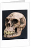 Neanderthal or Neandertal man - reconstructed skull by Anonymous