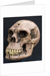 Neanderthal or Neandertal man - reconstructed skull by Anonymous