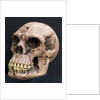 Neanderthal or Neandertal man - reconstructed skull by Anonymous