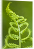 Cinnamon fern's fertile spore-bearing fronds are erect and shorter by Corbis