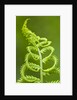 Cinnamon fern's fertile spore-bearing fronds are erect and shorter by Anonymous