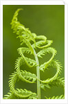 Cinnamon fern's fertile spore-bearing fronds are erect and shorter by Corbis