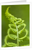 Cinnamon fern's fertile spore-bearing fronds are erect and shorter by Corbis