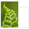 Cinnamon fern's fertile spore-bearing fronds are erect and shorter by Corbis