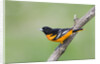 Baltimore Oriole (Icterus galbula), during spring migration, Rondeau Provincial park, Ontario, Canada. by Anonymous