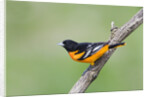 Baltimore Oriole (Icterus galbula), during spring migration, Rondeau Provincial park, Ontario, Canada. by Anonymous
