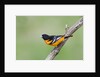 Baltimore Oriole (Icterus galbula), during spring migration, Rondeau Provincial park, Ontario, Canada. by Anonymous