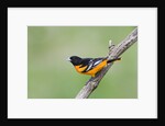 Baltimore Oriole (Icterus galbula), during spring migration, Rondeau Provincial park, Ontario, Canada. by Anonymous