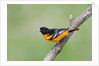 Baltimore Oriole (Icterus galbula), during spring migration, Rondeau Provincial park, Ontario, Canada. by Anonymous