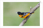 Baltimore Oriole (Icterus galbula), during spring migration, Rondeau Provincial park, Ontario, Canada. by Anonymous