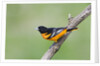 Baltimore Oriole (Icterus galbula), during spring migration, Rondeau Provincial park, Ontario, Canada. by Anonymous