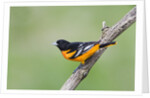 Baltimore Oriole (Icterus galbula), during spring migration, Rondeau Provincial park, Ontario, Canada. by Anonymous