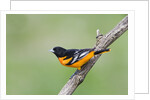 Baltimore Oriole (Icterus galbula), during spring migration, Rondeau Provincial park, Ontario, Canada. by Anonymous