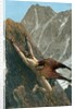 Prometheus bound to the rock by Anonymous