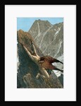 Prometheus bound to the rock by Anonymous