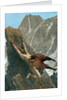 Prometheus bound to the rock by Anonymous