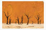 Deadvlei, Namibia by Anonymous