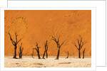 Deadvlei, Namibia by Anonymous