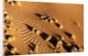 Aerial view, Namib Desert, Namibia. by Anonymous