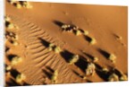 Aerial view, Namib Desert, Namibia. by Anonymous