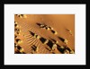 Aerial view, Namib Desert, Namibia. by Anonymous