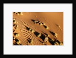 Aerial view, Namib Desert, Namibia. by Anonymous