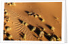 Aerial view, Namib Desert, Namibia. by Anonymous