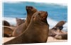 Cape fur seal (Arctocephalus pusilus), Skeleton Coast National Park by Anonymous