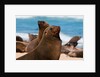 Cape fur seal (Arctocephalus pusilus), Skeleton Coast National Park by Anonymous