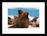Cape fur seal (Arctocephalus pusilus), Skeleton Coast National Park by Anonymous