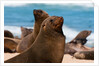 Cape fur seal (Arctocephalus pusilus), Skeleton Coast National Park by Anonymous