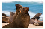 Cape fur seal (Arctocephalus pusilus), Skeleton Coast National Park by Anonymous