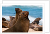 Cape fur seal (Arctocephalus pusilus), Skeleton Coast National Park by Anonymous