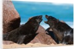 Cape fur seal (Arctocephalus pusilus), Skeleton Coast National Park by Anonymous
