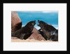 Cape fur seal (Arctocephalus pusilus), Skeleton Coast National Park by Anonymous