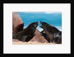 Cape fur seal (Arctocephalus pusilus), Skeleton Coast National Park by Anonymous