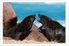 Cape fur seal (Arctocephalus pusilus), Skeleton Coast National Park by Anonymous