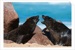 Cape fur seal (Arctocephalus pusilus), Skeleton Coast National Park by Anonymous